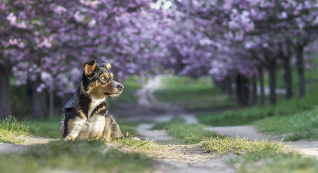 HundeSofa, Mobile Hundeschule in Potsdam, Mobile Hundeschule, Hundeschule HundeSofa, Wald, Fotografie, Hundeschule, Welpenkurs, Hundetraining, Hundeerziehung, Hundeschule Potsdam, Hundeschule Welpen